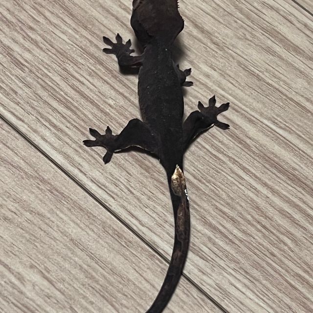 챠콜