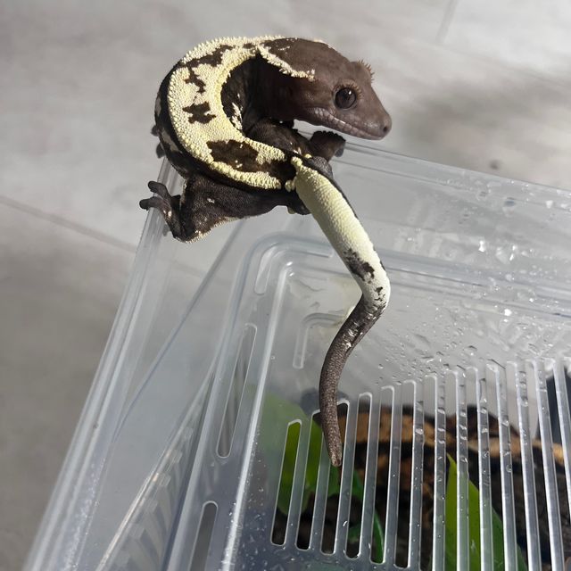 세이블