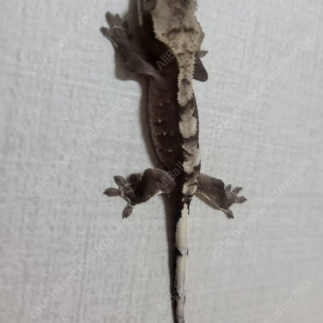 아잔틱