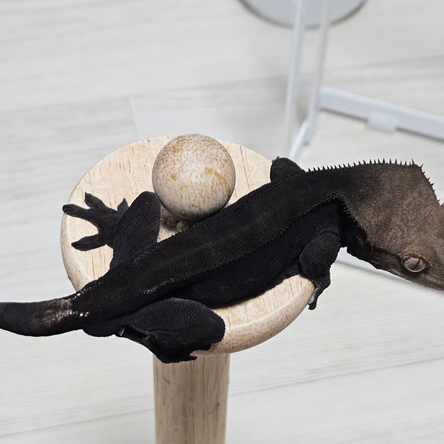 Charcoal Cappuccino Phantom