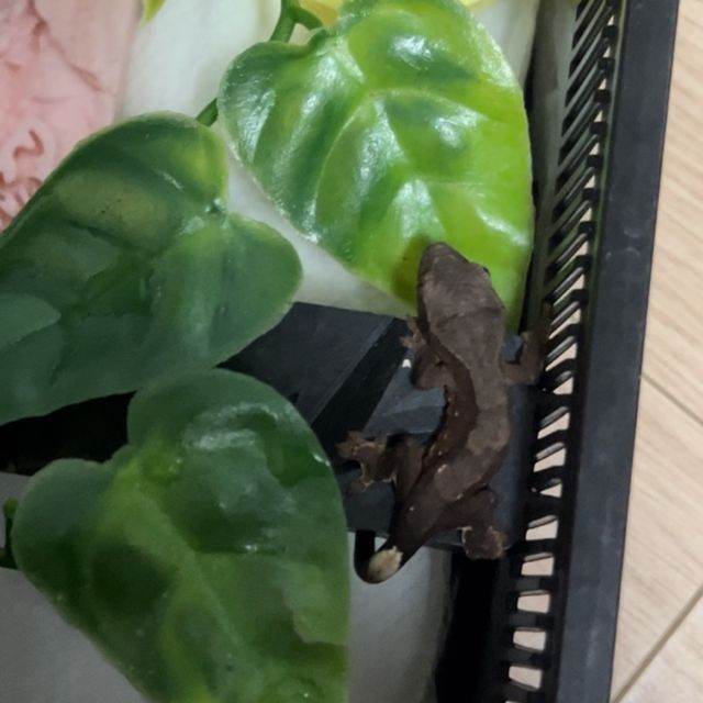 챠콜 카푸치노