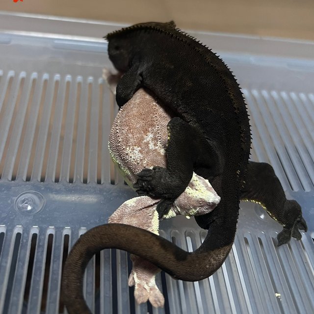 알티 챠콜