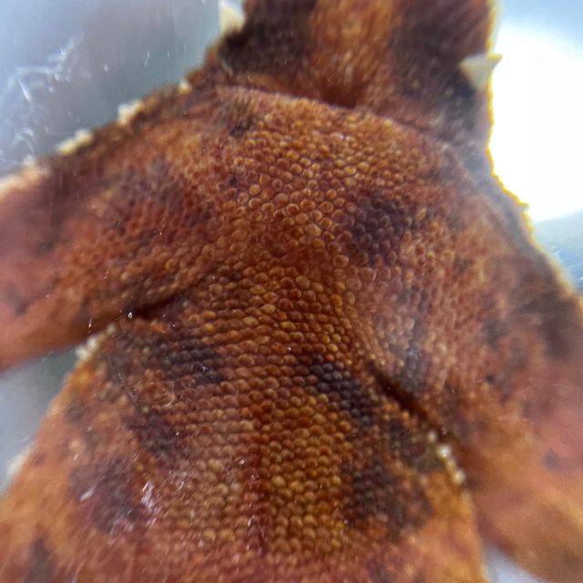 팬텀