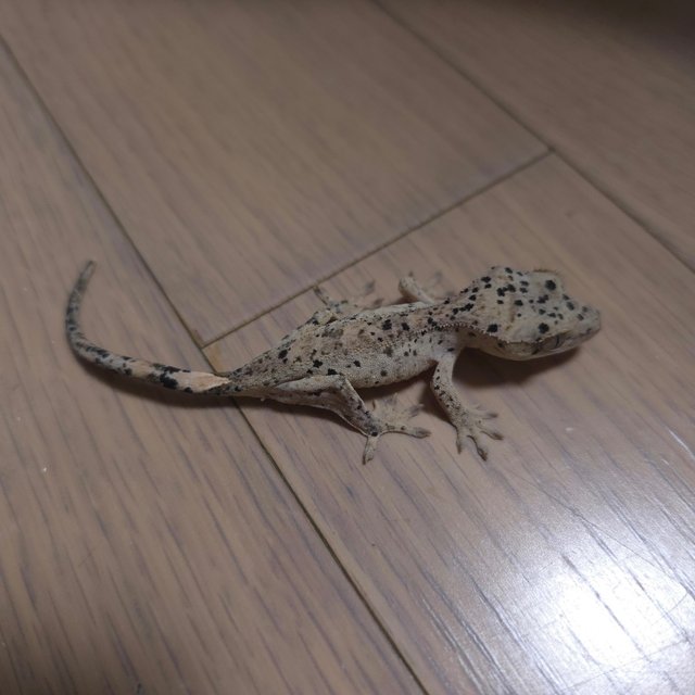Super Dalmatian