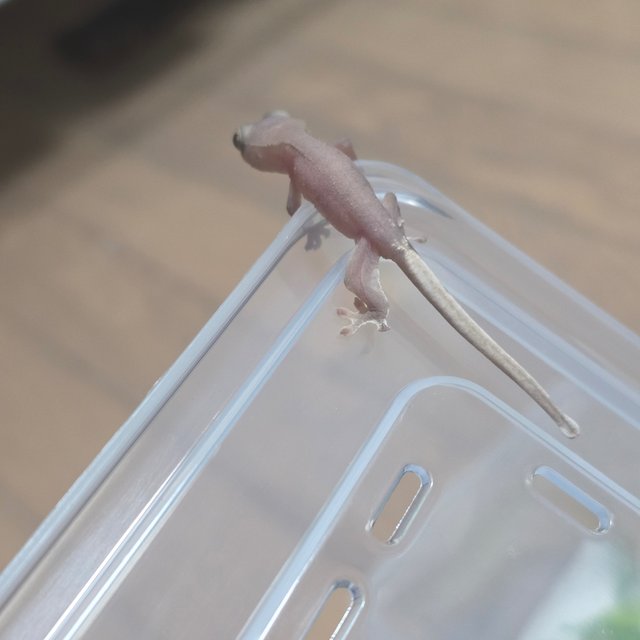 Hypo