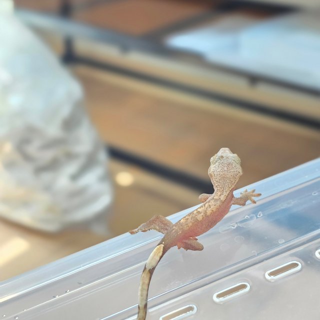 Hypo 100% Het Axanthic