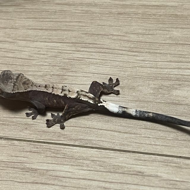 다크 세이블