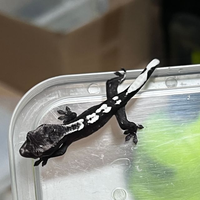아잔틱