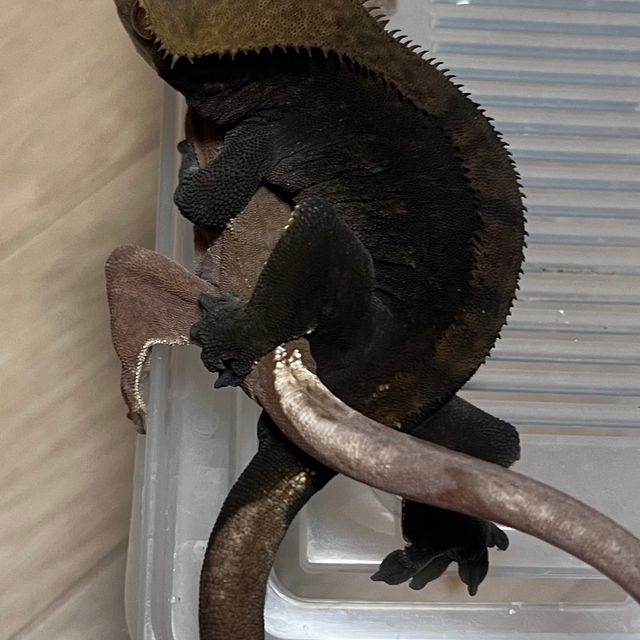 알티 챠콜