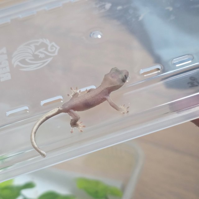 Hypo