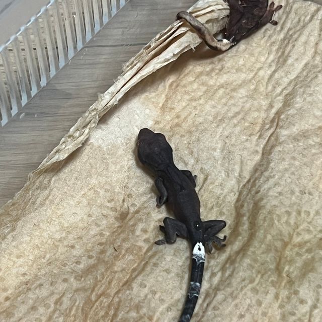 팬텀 챠콜