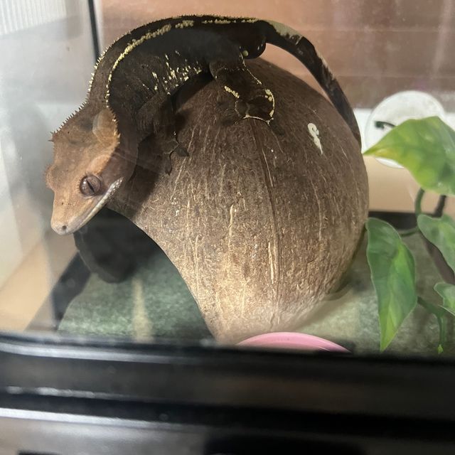 카푸치노