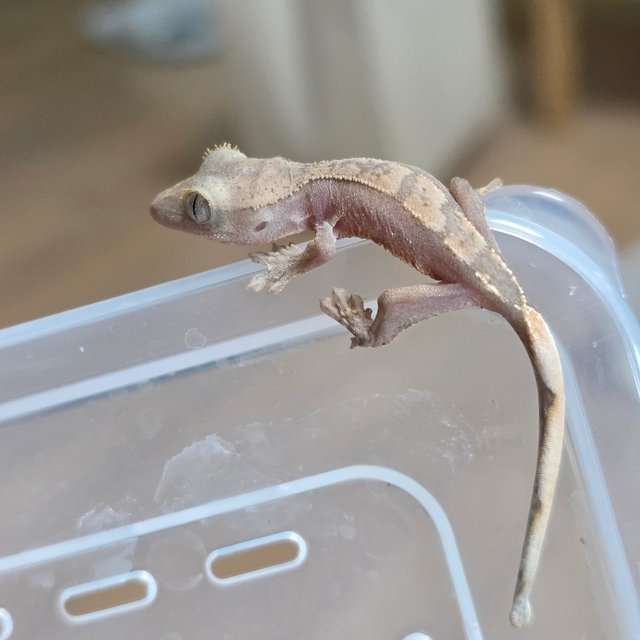 Hypo