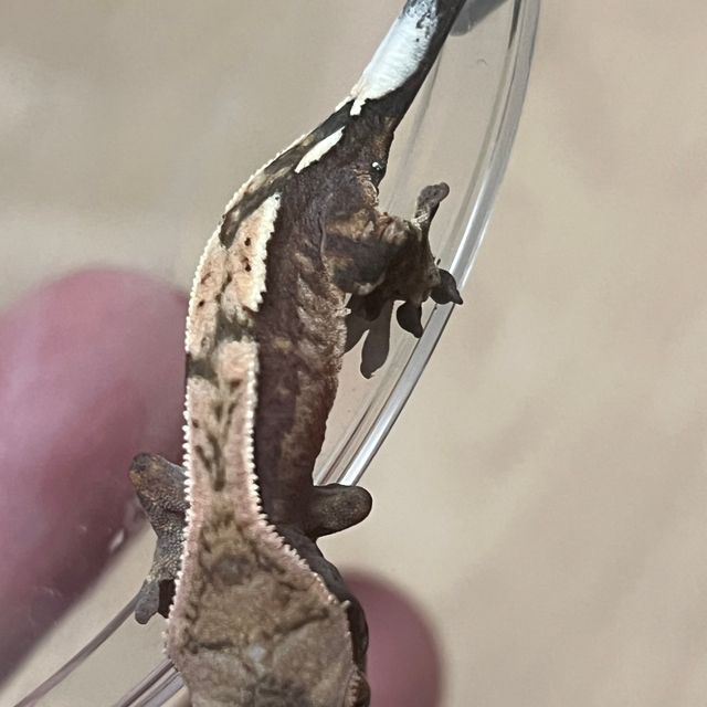 세이블