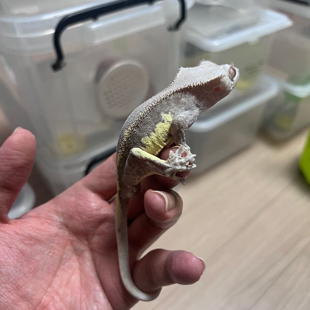 팬텀 프라푸치노