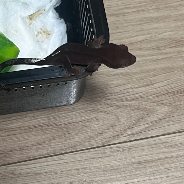 카푸치노 챠콜