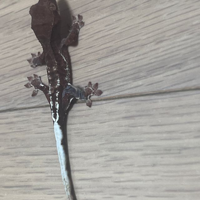 팬텀