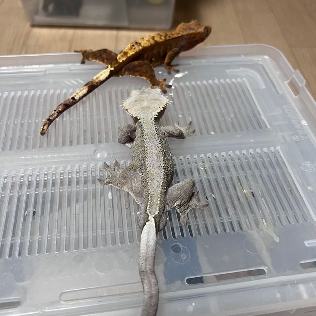 아잔틱