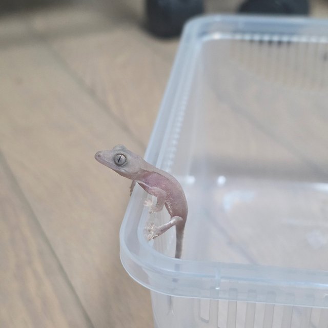 Hypo