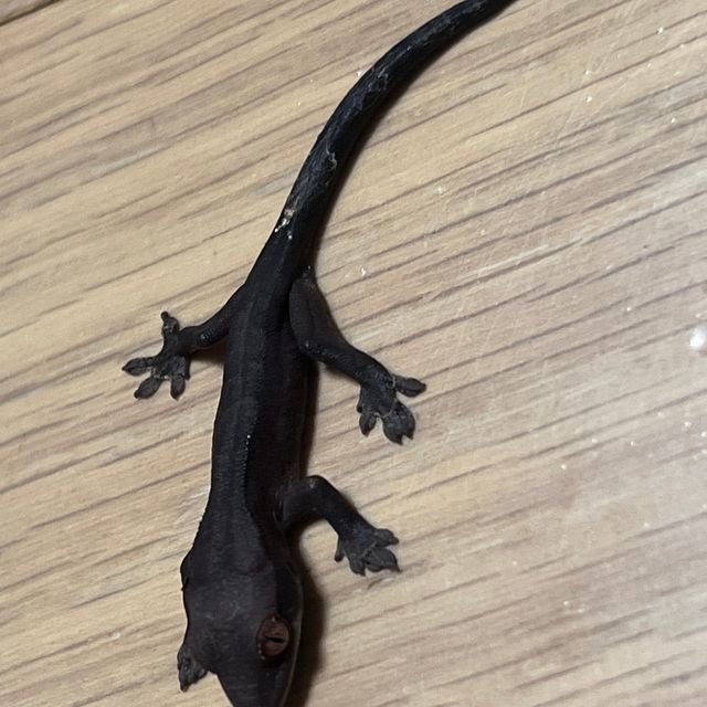 챠콜 팬텀 카푸치노