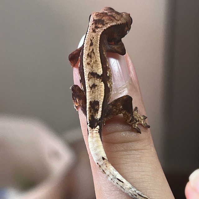 100%헷아잔틱 세이블