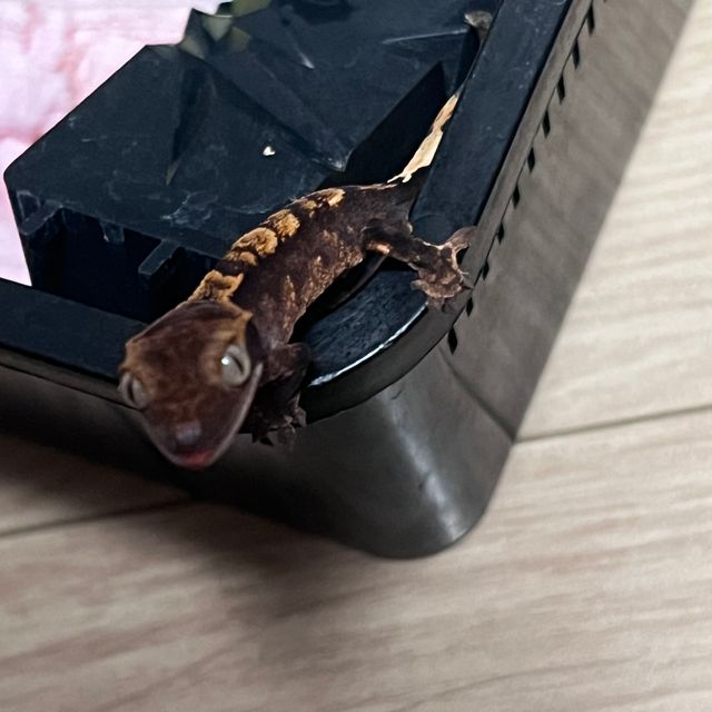 다크 블랙
