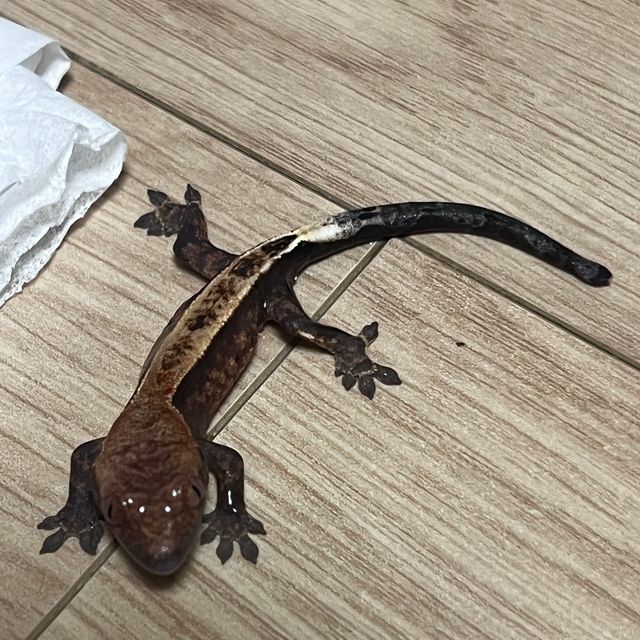카푸치노