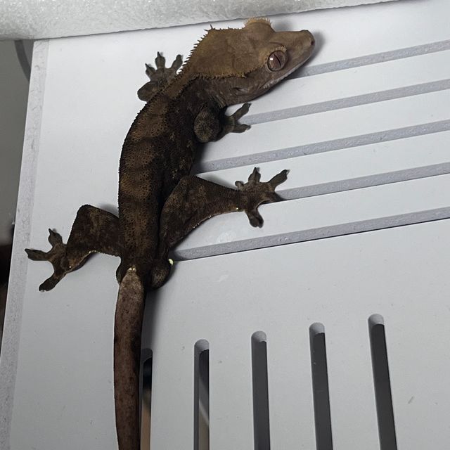 팬텀 벅스킨 다크 블랙
