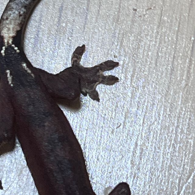 패턴리스