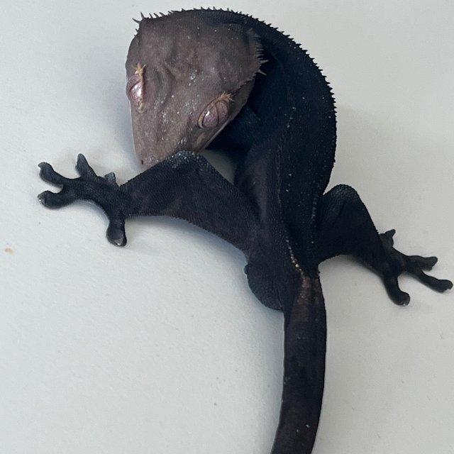 Charcoal Phantom Cappuccino