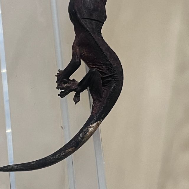 알티 챠콜