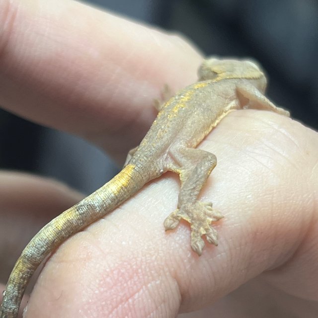 100%헷아잔틱 하이포