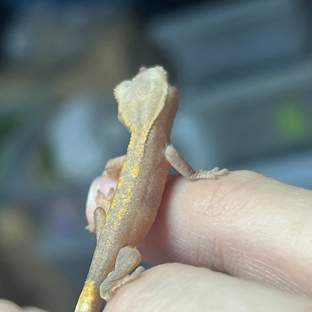 100%헷아잔틱 하이포