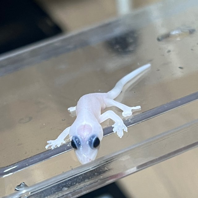 Hypo