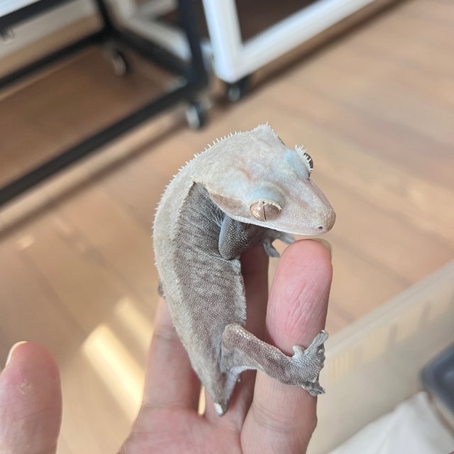 Hypo