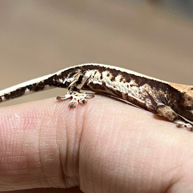 100%헷아잔틱 프라푸치노