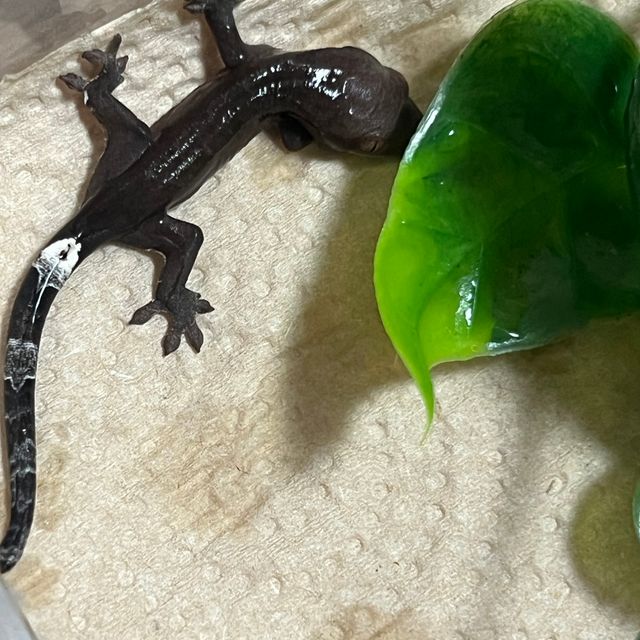 팬텀 챠콜