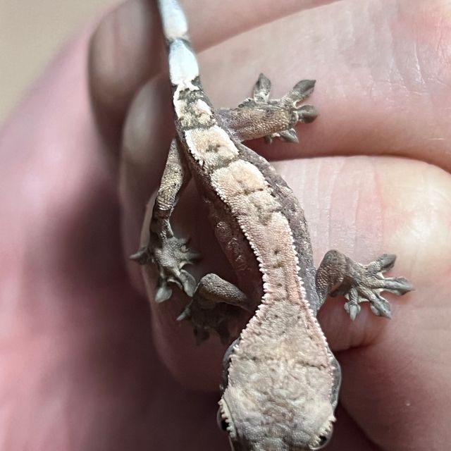 세이블