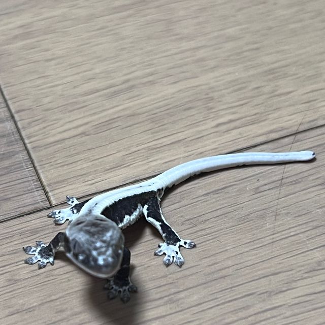 릴잔틱