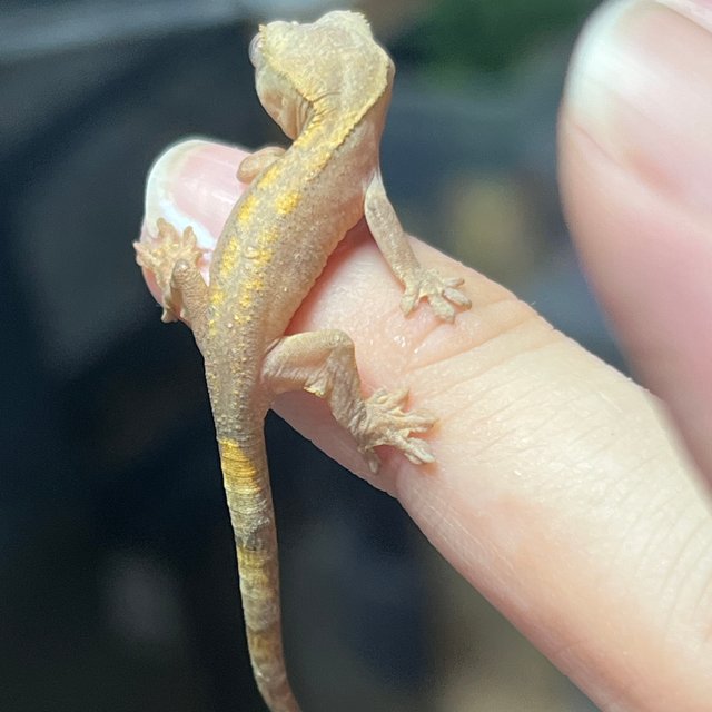 100%헷아잔틱 하이포