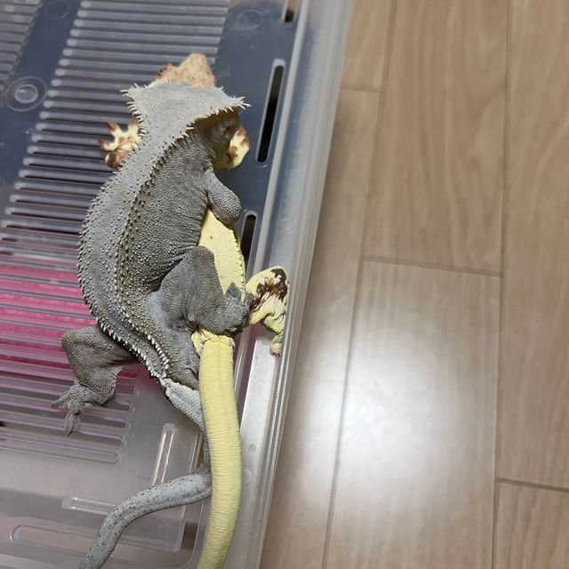 아잔틱