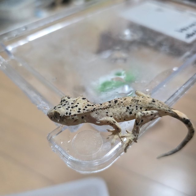 Super Dalmatian
