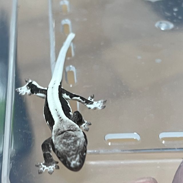 릴잔틱