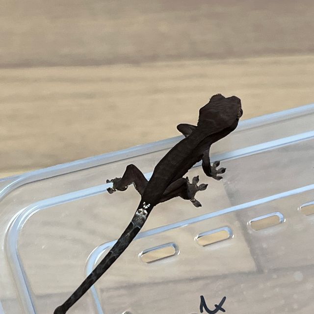 챠콜 팬텀 카푸치노