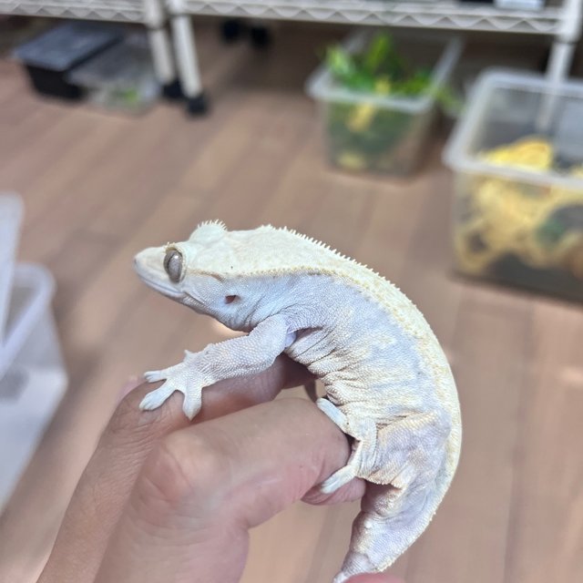 Hypo