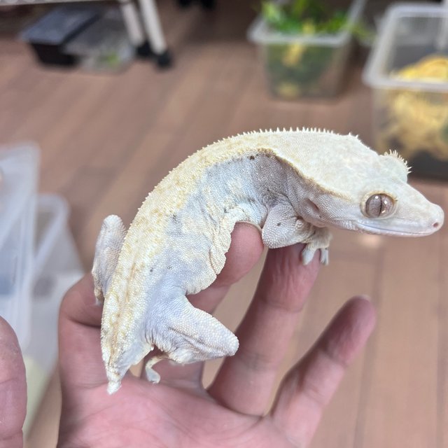 Hypo