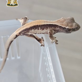 릴리 세이블