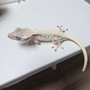 릴리 세이블 화이트