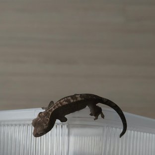 루왁 다크 블랙