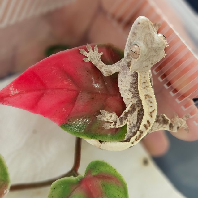 카푸치노 다크 화이트